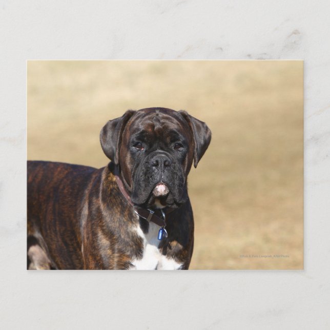Brindle Boxer Dog Stehend Postkarte (Vorderseite)