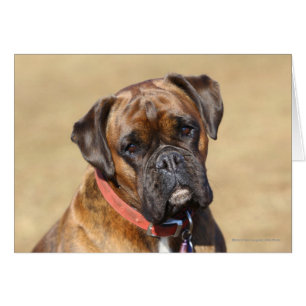 Brindle Boxer-Hund
