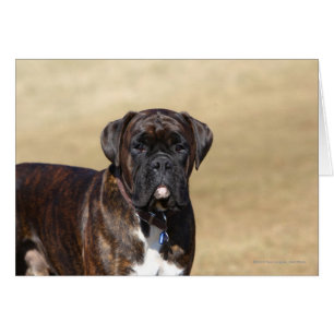 Brindle Boxer-Hund stehend