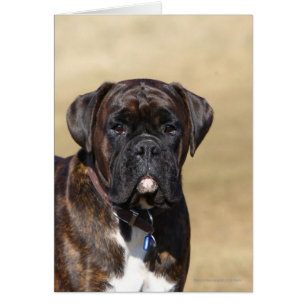Brindle Boxer-Hund stehend