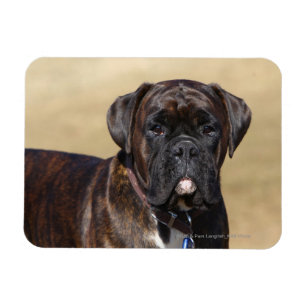 Brindle Boxer-Hund stehend Magnet
