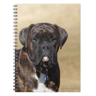 Brindle Boxer-Hund stehend Notizblock