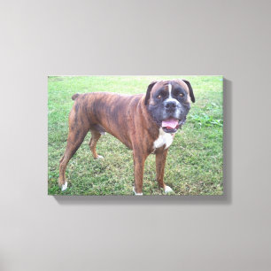 Brindle Boxer-HundeFoto-Wand-Leinwand Leinwanddruck