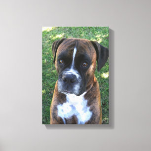 Brindle Boxer-HundeFoto-Wand-Leinwand Leinwanddruck