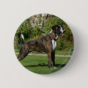 Brindle Boxer-Hundeshow-Position Button