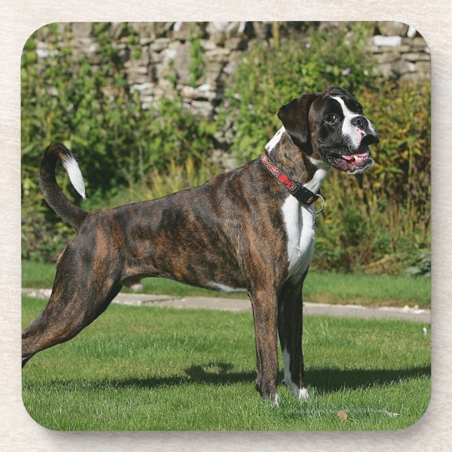 Brindle Boxer-Hundeshow-Position Getränkeuntersetzer (Vorderseite)