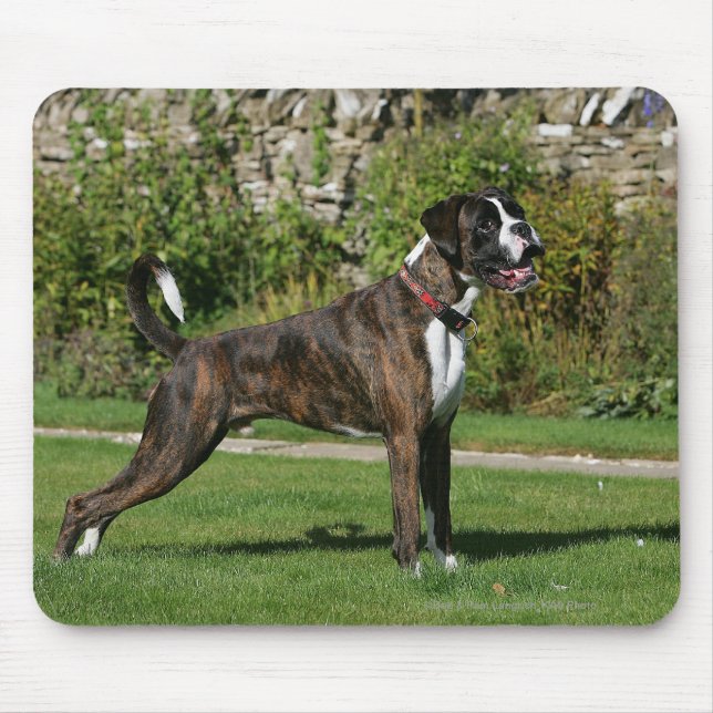 Brindle Boxer-Hundeshow-Position Mousepad (Vorne)