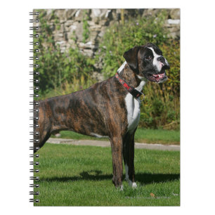 Brindle Boxer-Hundeshow-Position Notizblock