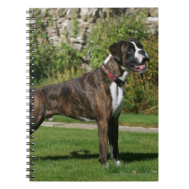 Brindle Boxer-Hundeshow-Position Notizblock (Vorderseite)