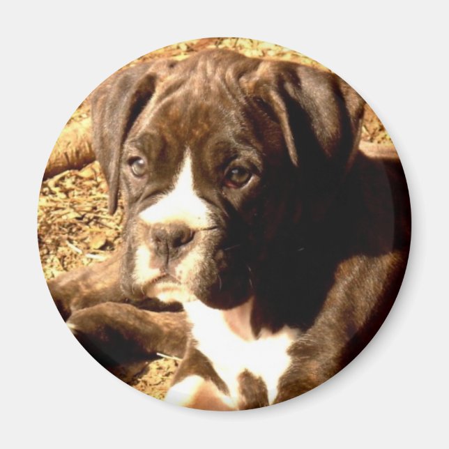 Brindle-Boxer-Pup-Magnet Magnet (Vorne)