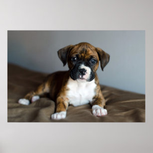 Brindle Boxer Puppy Poster