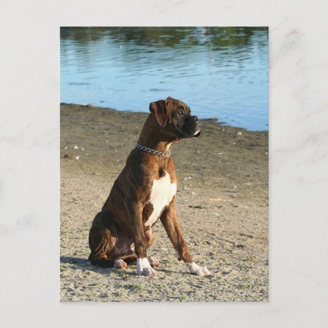 Brindle Boxer Puppy-Postkarte Postkarte (Vorderseite)