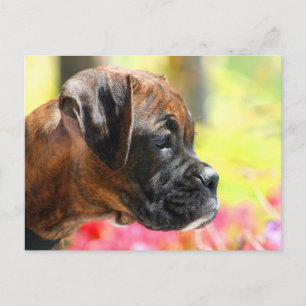 Brindle Boxer Welpenkarte Postkarte