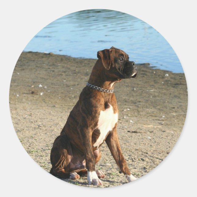 Brindle Boxer Welpensticker Runder Aufkleber (Vorderseite)