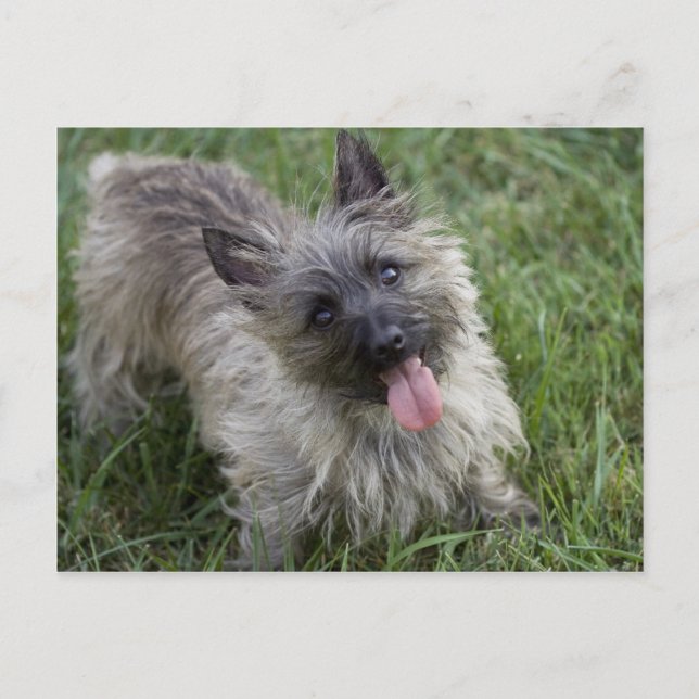 Brindle Cairn Terrier Postcard Postkarte (Vorderseite)