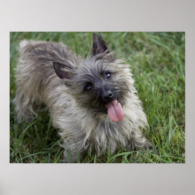 Brindle Cairn Terrier Poster (Vorne)