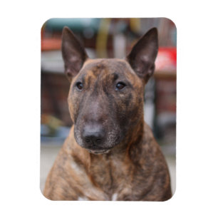 Brindle englischer Bullterrier-Magnet Magnet