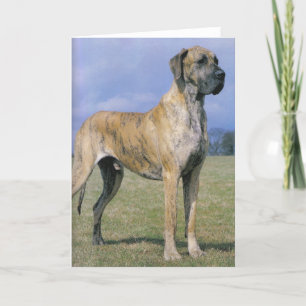Brindle Great Dane Grußkarte Karte