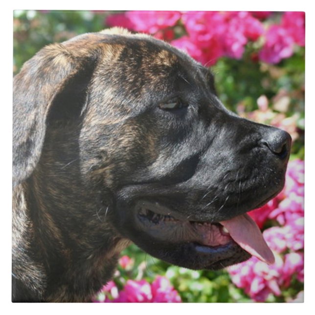 Brindle Mastiff-Hund Fliese (Vorderseite)