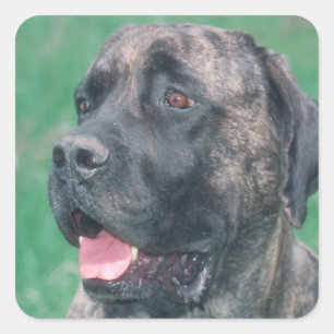 Brindle Mastiff Quadratischer Aufkleber