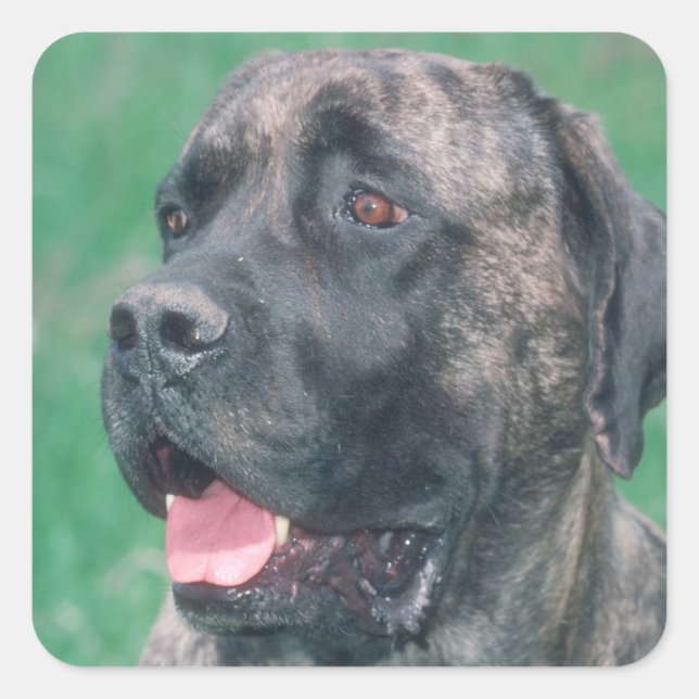 Brindle Mastiff Quadratischer Aufkleber (Vorderseite)