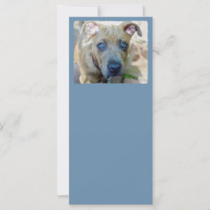 Brindle Pit Bull Puppy von Shirley Taylor