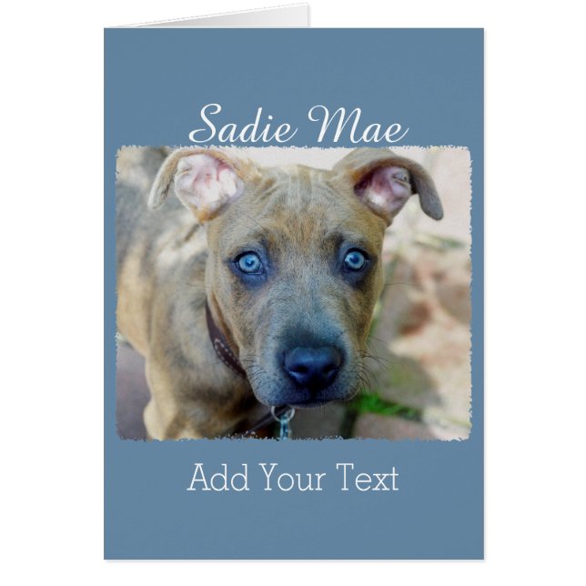 Brindle Pit Bull Puppy von Shirley Taylor (Vorne)