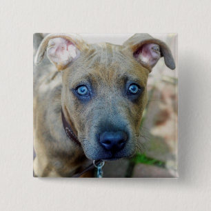Brindle Pit Bull Puppy von Shirley Taylor Button