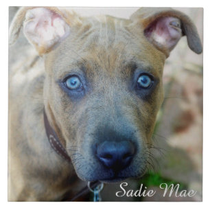 Brindle Pit Bull Puppy von Shirley Taylor Fliese