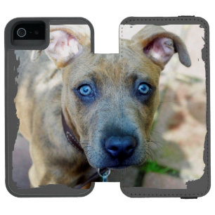 Brindle Pit Bull Puppy von Shirley Taylor Incipio Watson™ iPhone 5 Geldbörsen Hülle