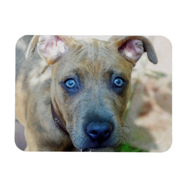 Brindle Pit Bull Puppy von Shirley Taylor Magnet (Horizontal)