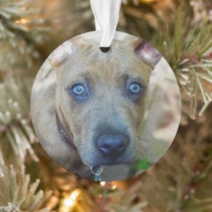 Brindle Pit Bull Puppy von Shirley Taylor Ornament