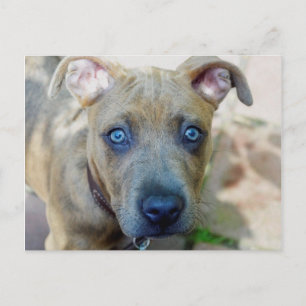 Brindle Pit Bull Puppy von Shirley Taylor Postkarte