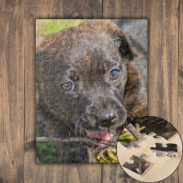 Brindle Puppy-Kauen auf Twig Puzzle