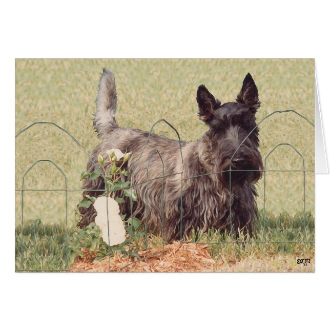 Brindle Scottish Terrier mit Rose (Vorderseite (Horizontal))