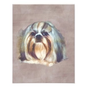 Brindle und White Shih Tzu Dog Fotodruck