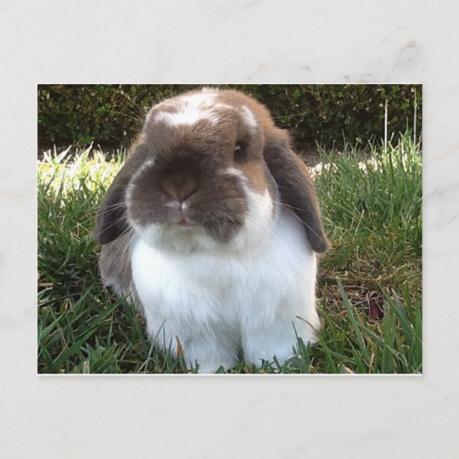 Bringen Sie etwas Wut in Ihr Leben! Postkarte (Vorderseite)