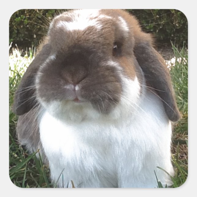 Bringen Sie etwas Wut in Ihr Leben! Quadratischer Aufkleber (Vorderseite)