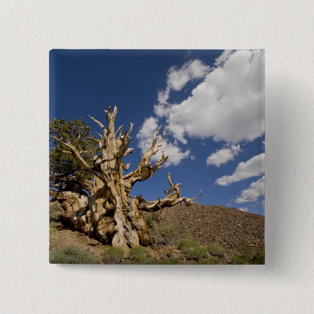 Bristlecone-Kiefer im alten Bristlecone-Wald, Button (Vorderseite)