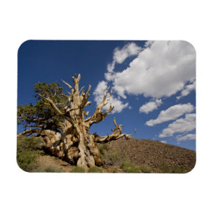 Bristlecone-Kiefer im alten Bristlecone-Wald, Magnet