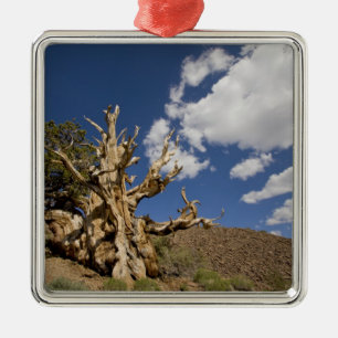 Bristlecone-Kiefer im alten Bristlecone-Wald, Ornament Aus Metall