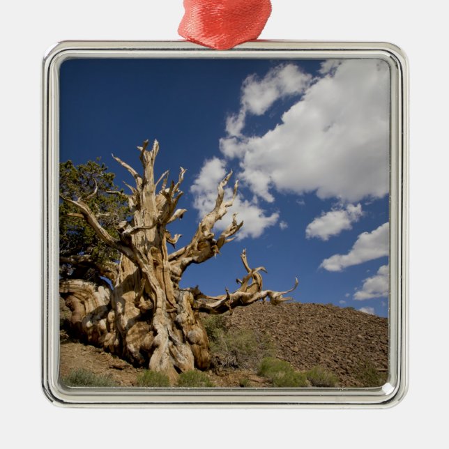 Bristlecone-Kiefer im alten Bristlecone-Wald, Ornament Aus Metall (Vorne)