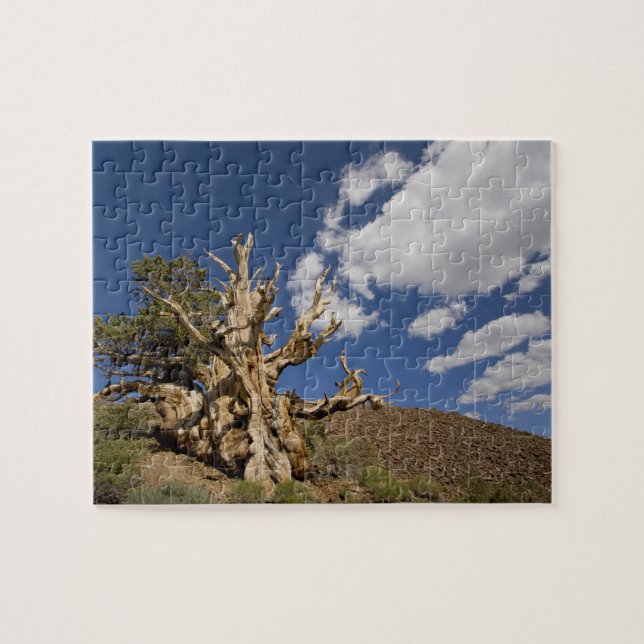 Bristlecone-Kiefer im alten Bristlecone-Wald, Puzzle (Horizontal)