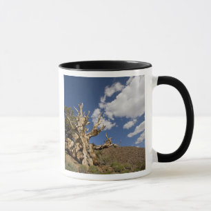 Bristlecone-Kiefer im alten Bristlecone-Wald, Tasse
