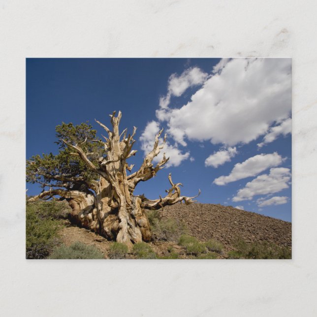 Bristlecone-Kiefer im antiken Bristlecone-Wald, Postkarte (Vorderseite)