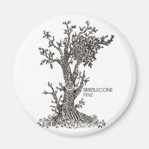Bristlecone Kiefer Magnet