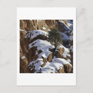Bristlecone Pine 1 Postkarte