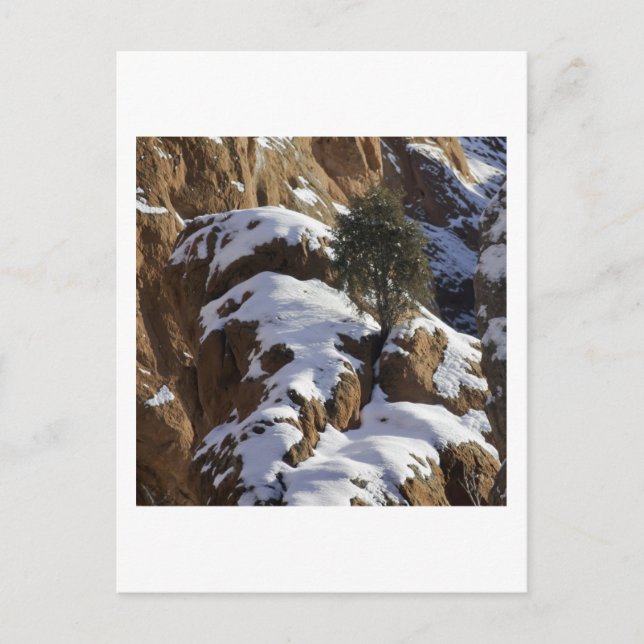 Bristlecone Pine 1 Postkarte (Vorderseite)