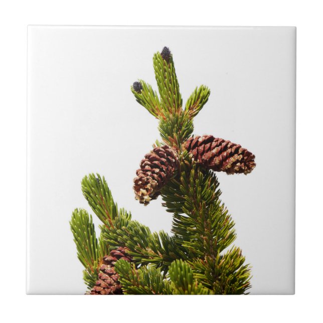 Bristlecone Pine Fliese (Vorderseite)