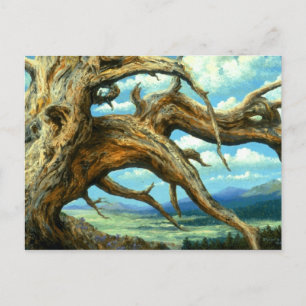Bristlecone Pine Postkarte